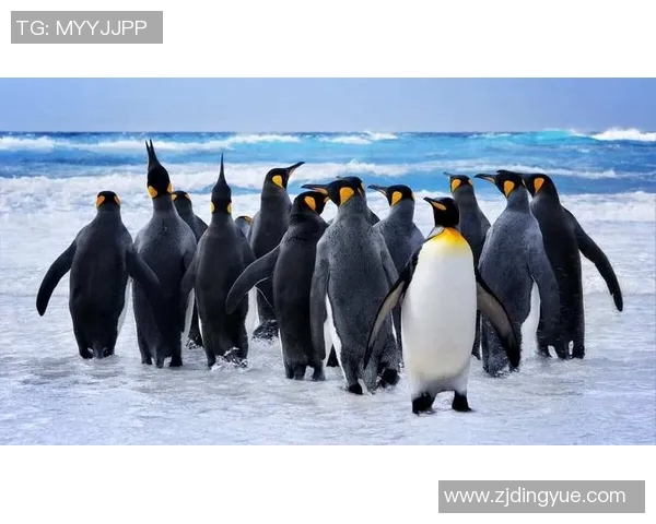 探索布莱克尼的魅力与历史深度揭示其在现代社会中的独特地位与影响力